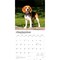 Beagles | 2026 12 x 24 Inch (Hanging) Monthly Square Wall Calendar | Plastic-Free